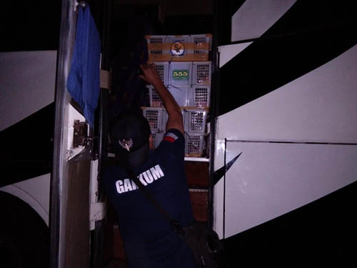 Gakkum KLHK Gagalkan Perdagangan Ilegal 1.752 Ekor Burung di Jalan Lintas Sumatera